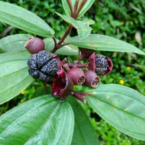 

Buah Harendong Segar 250 Gram / Buah Senggani Fresh OR [ BUAH SENGGANI LANGSUNG PETIK]
