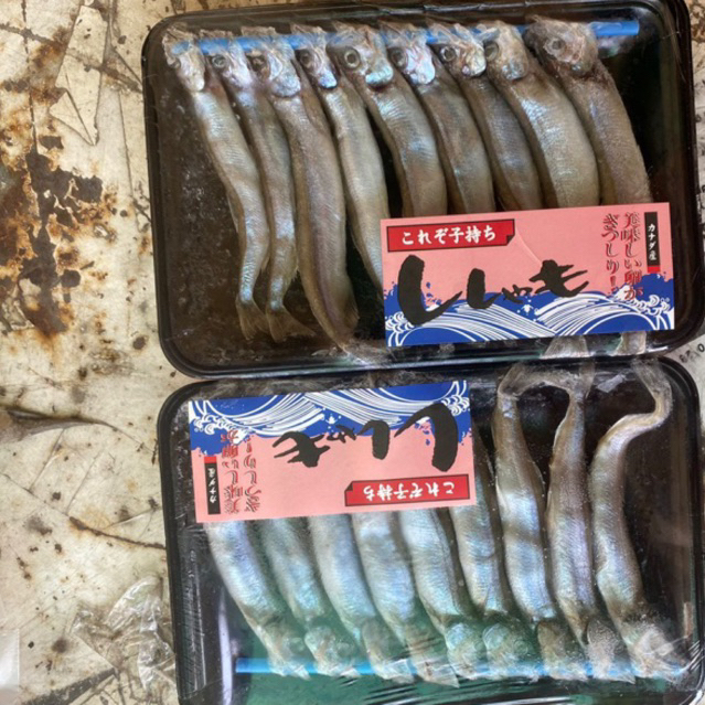 

sisamo , ikan shisamo , ikan jepang , ikan telur