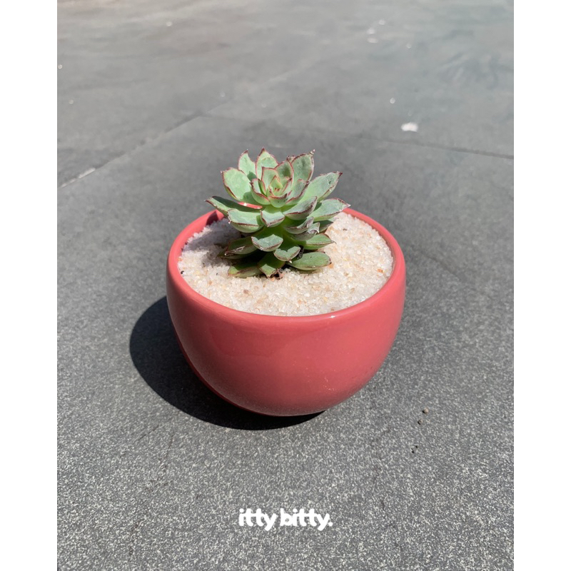 Kaktus mini Sukulen Agave Variety (Souvenir Aesthetic)