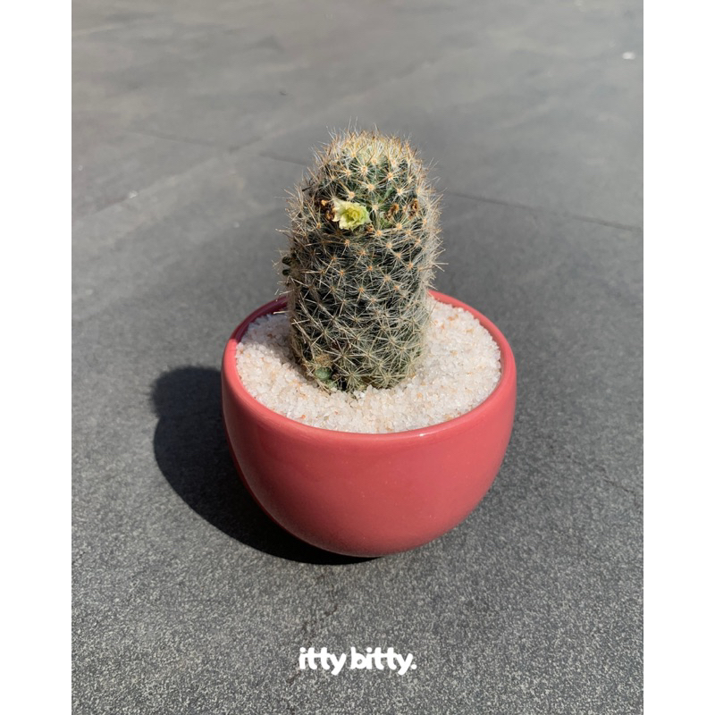 Kaktus mini Sukulen Mamillaria (Souvenir Aesthetic)