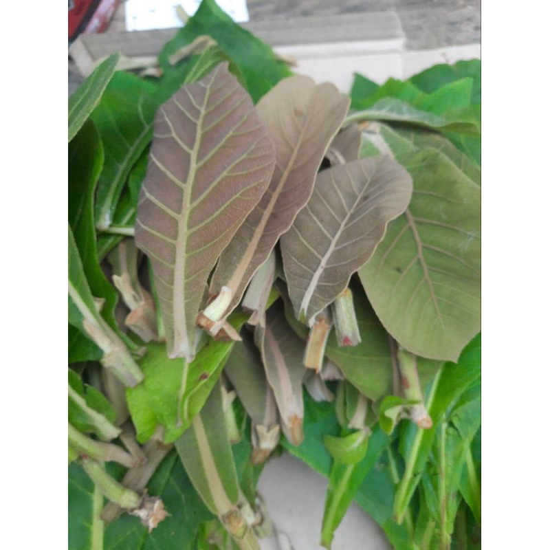 

Bisa cod Ready Daun jati khusus pucuk 250g