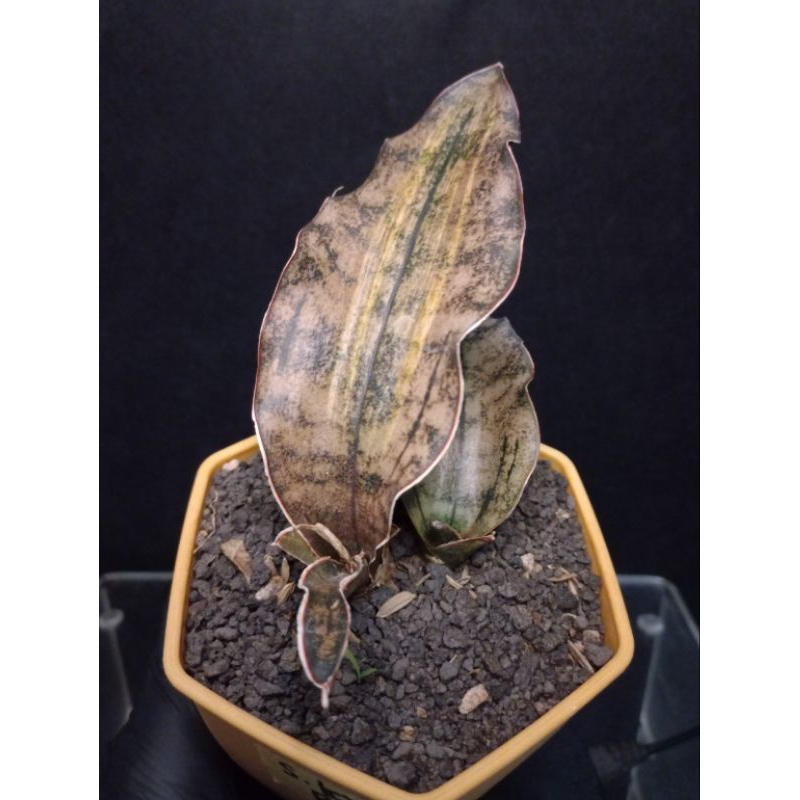 sanseviera kirki brown