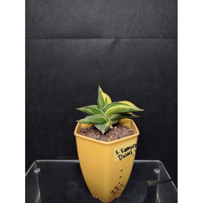 sanseviera samurai dwarf varigated