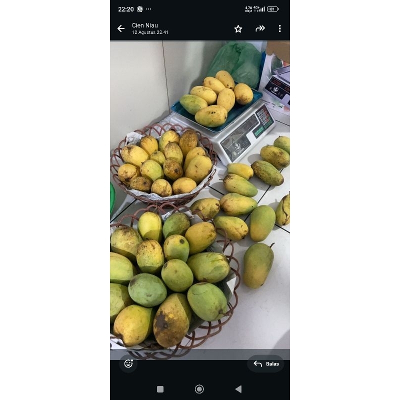 

manggacokananmasakpokok.