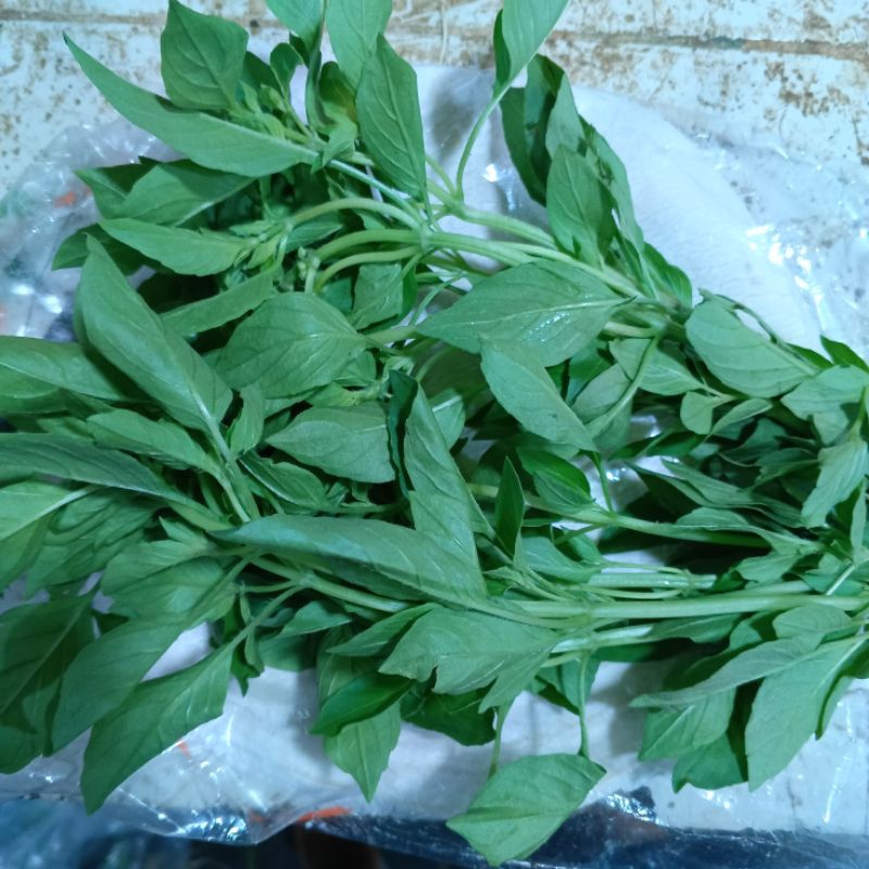 

kemangi segar fresh stok baru
