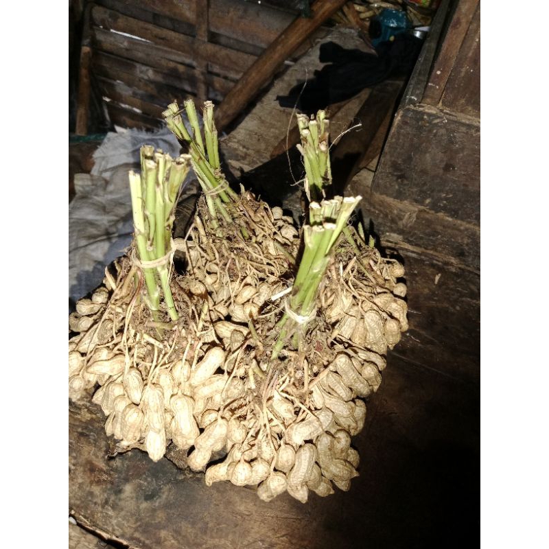 

kacang tanah segar di ambil langsung dari kebun 1kg