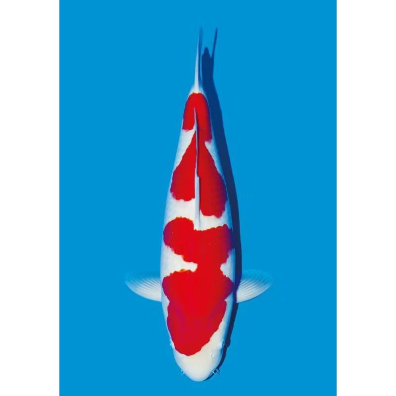 

KOHAKU KOI UKURAN 20-25CM