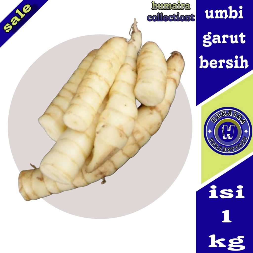

Umbi Garut Segar 1 kg Humaira Collectiont