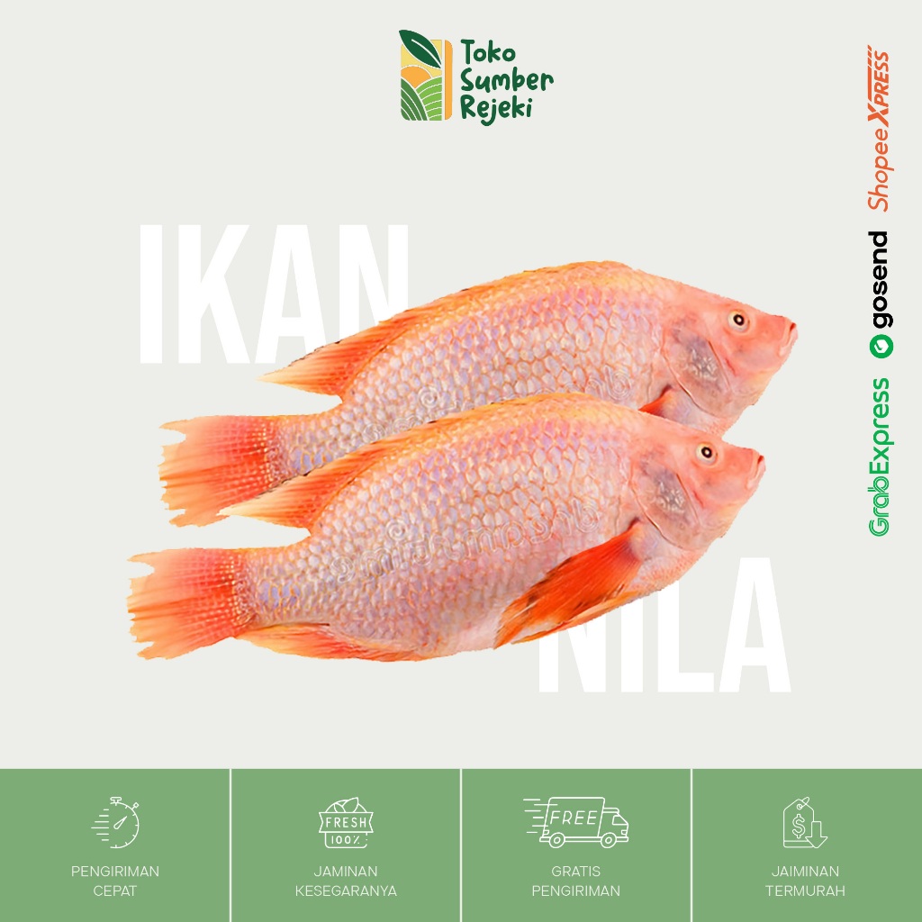 

Ikan Nila Segar - Toko Sumber Rejeki Yogyakarta