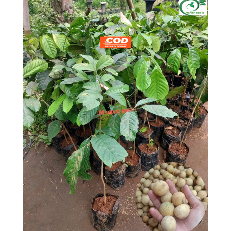 Bibit duku Palembang manis okulasi