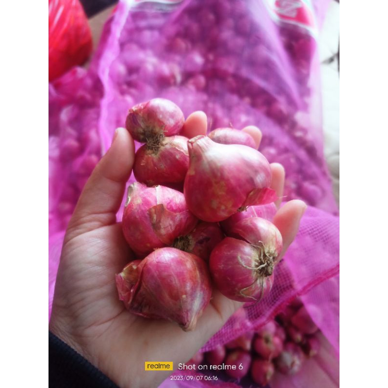 

bawang 10 kg dpt murah tanggung