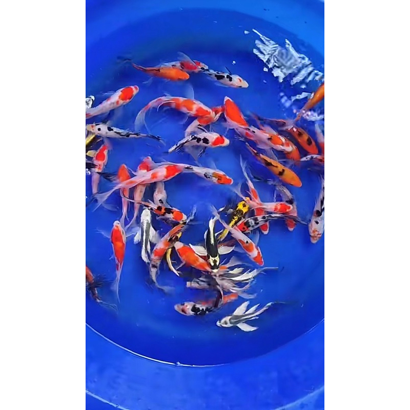 koi 6 ekor mix full kumpay (ekor panjang) Blitar