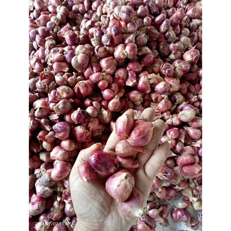 

bawang merah pacet