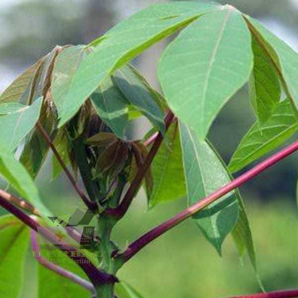 

Daun Singkong Atau MANIHOT UTILISIMA Segar 300 gram