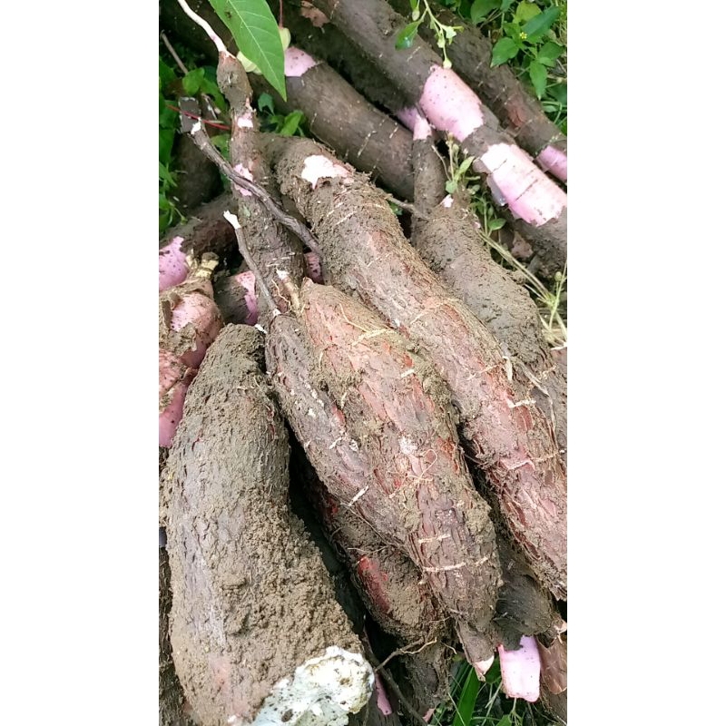 

singkong peremas kulit merah super pulen&empuk/1kg