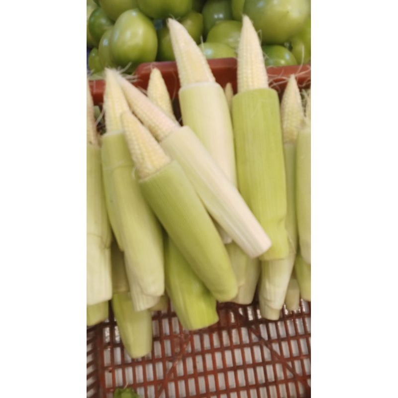 

jagung muda/jagung semi 500grm