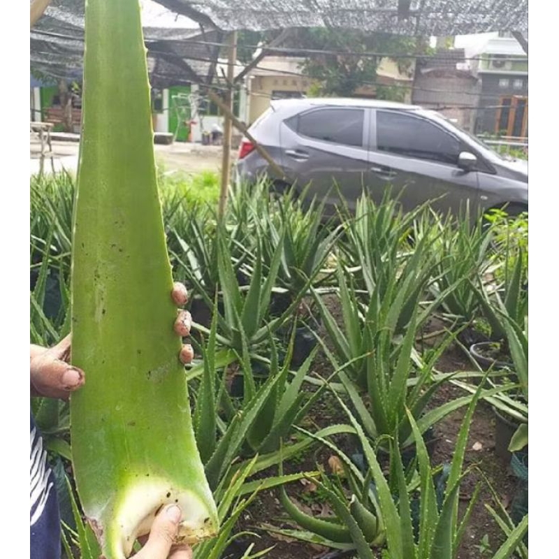 

PELEPAH LIDAH BUAYA(ALOEVERA)500Gram