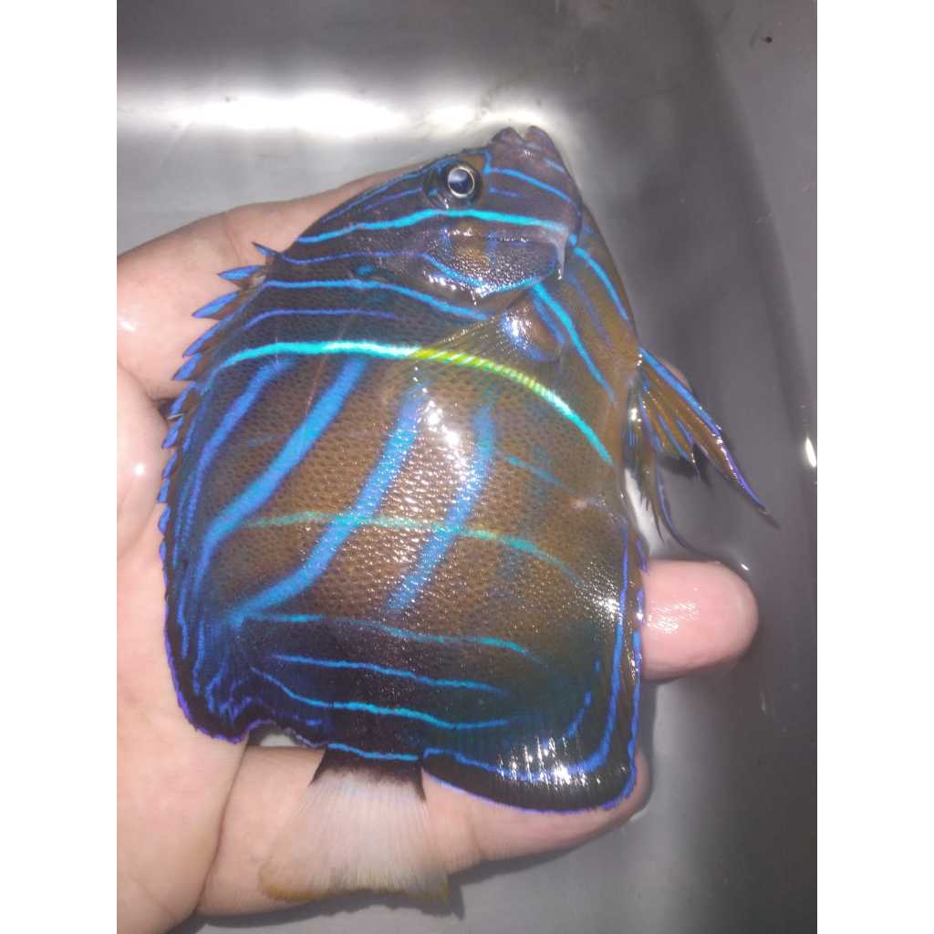 Angel Anularis - Blue King Angelfish