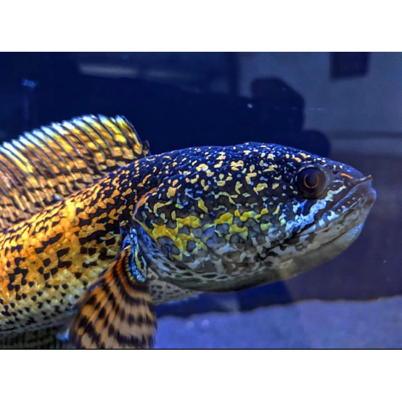 auranti 4-5 cm sortiran terbaik