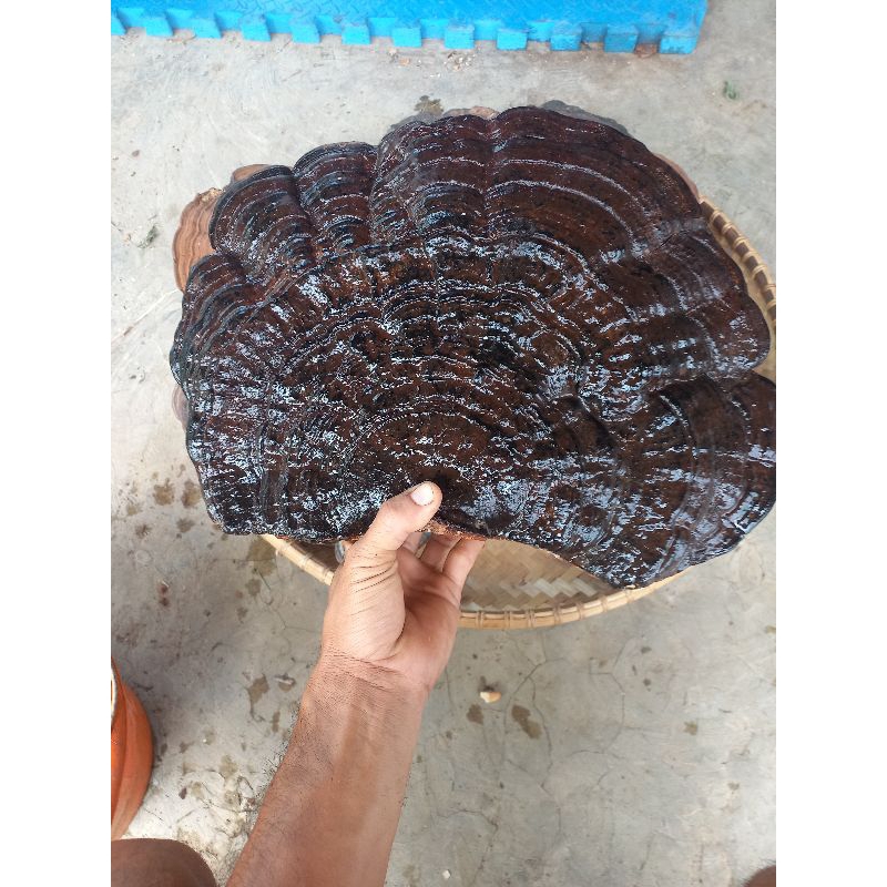 

JAMUR LINGZHI LUCIDIUM GANODERMA HITAM UTUH KERING ASLI DARI HUTAN 100%ASLI HARGA SATUAN BERAT 1kg