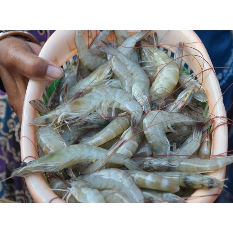 

udang segar sedang