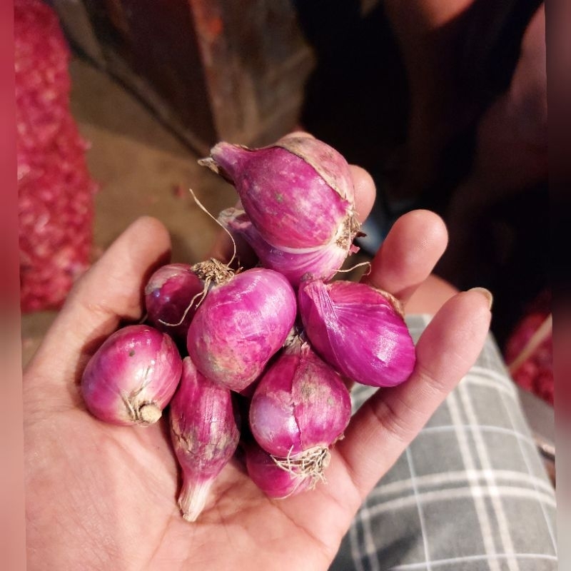 

BAWANG MERAH BREBES MURAH 1KG