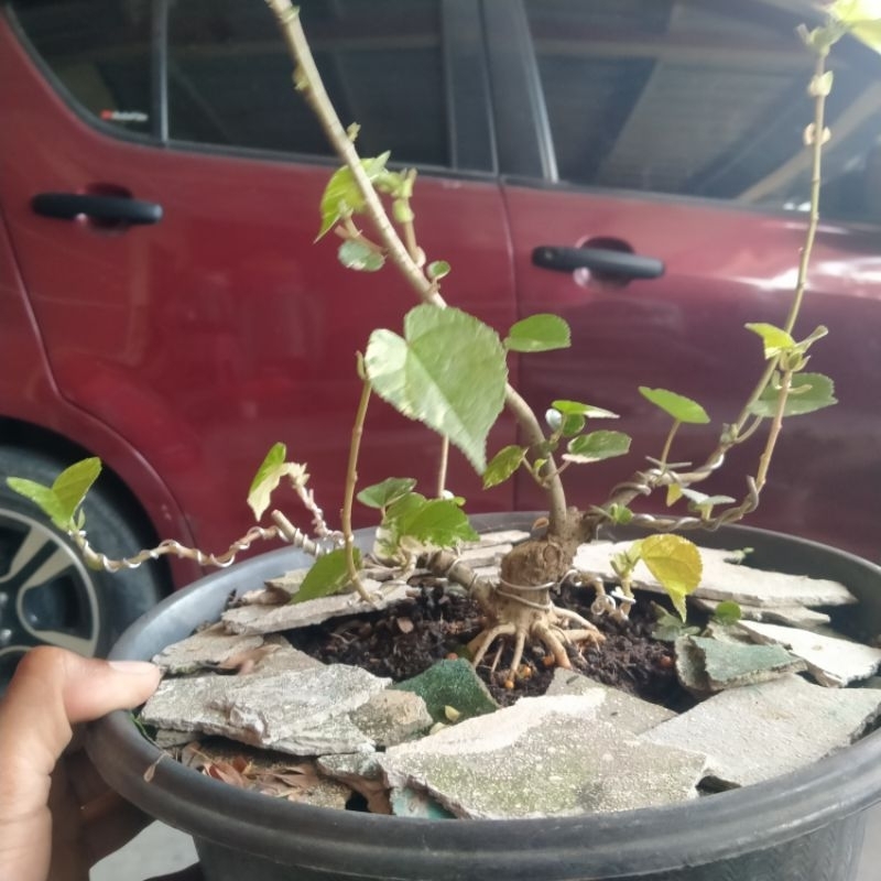 POHON BONSAI WARU PARIGATA MAME