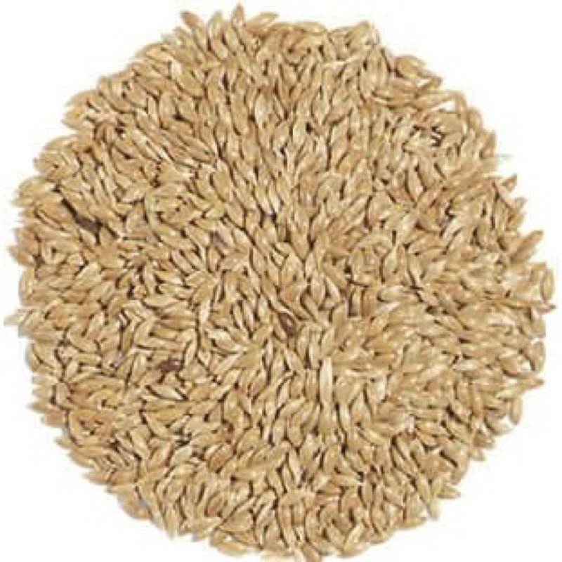 Kenari Seed Pakan Burung Kenari Canary Seed