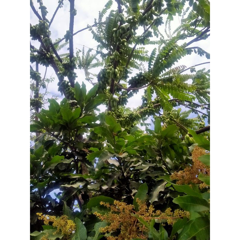 

belimbing wuluh 250 gr