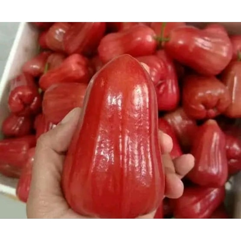 

Jambu Citra Kemasan 1kg Grade A