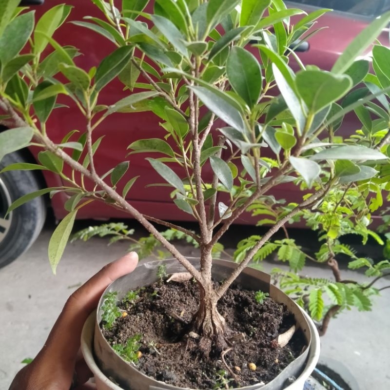 POHON BONSAI KIMENG BAHAN PROKAR