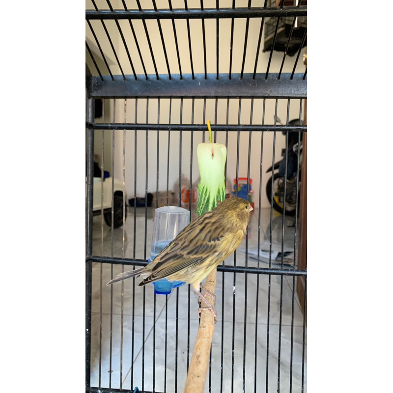 Kenari bahan/paud AFS bahan pilihan jantan