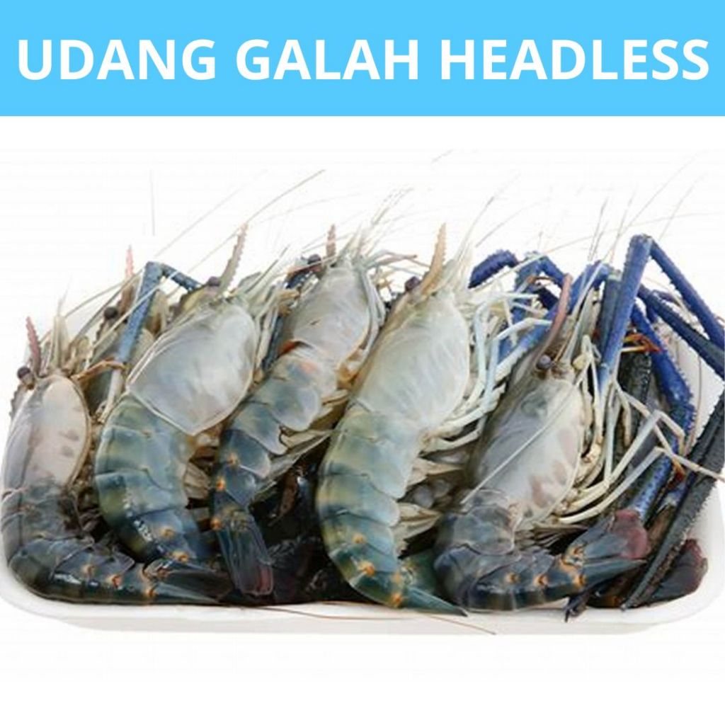 

Udang Galah Gendut 500gr Premium Headless | Pasar Ikan Semarang | Beli Ikan Segar Semarang | Belanja Ikan Semarang