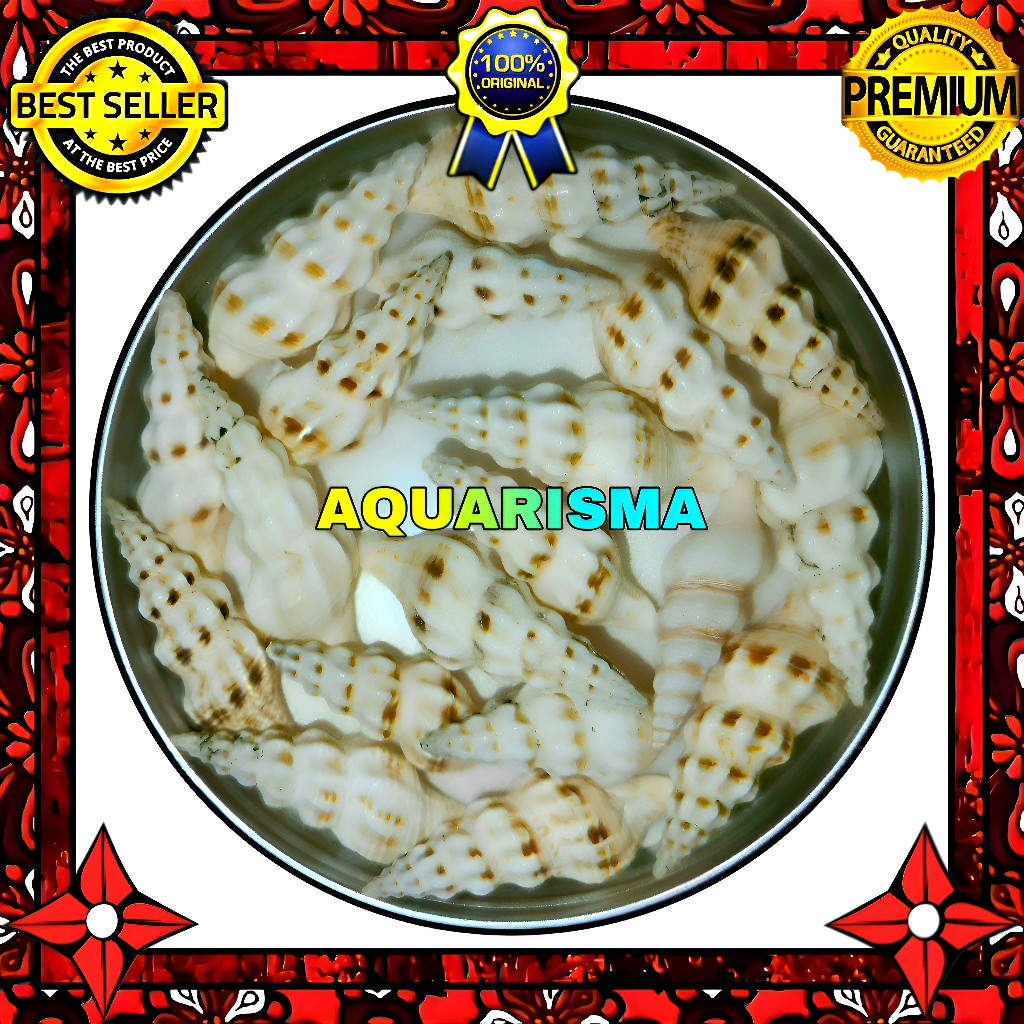 HIASAN DAN KOLEKSI - CANGKANG KEONG TEROMPET ADELYN DEMETRIOUS GRADE A+