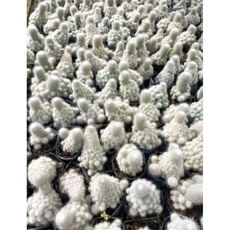 MAMMILLARIA GEMINISPINA / MAMMILLARIA IMPORT / KAKTUS IMPORT / KAKTUS UNIK / BIBIT KAKTUS