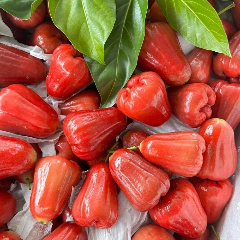 

Jambu merah Citra Segar