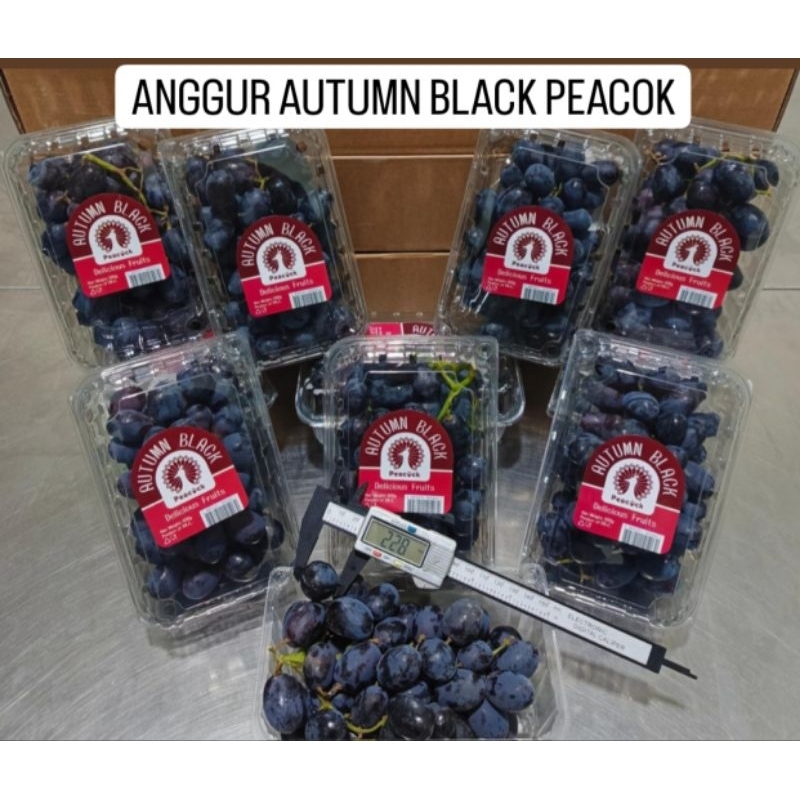 

ANGGUR AUTUMN BLACK PEACOK (BERAT 500 GR)