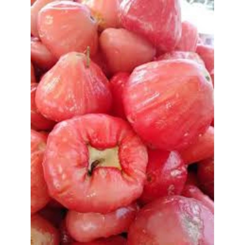 

Jambu air 1000g