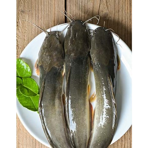 

ikan lele segar ikan air tawar @ 1 kg