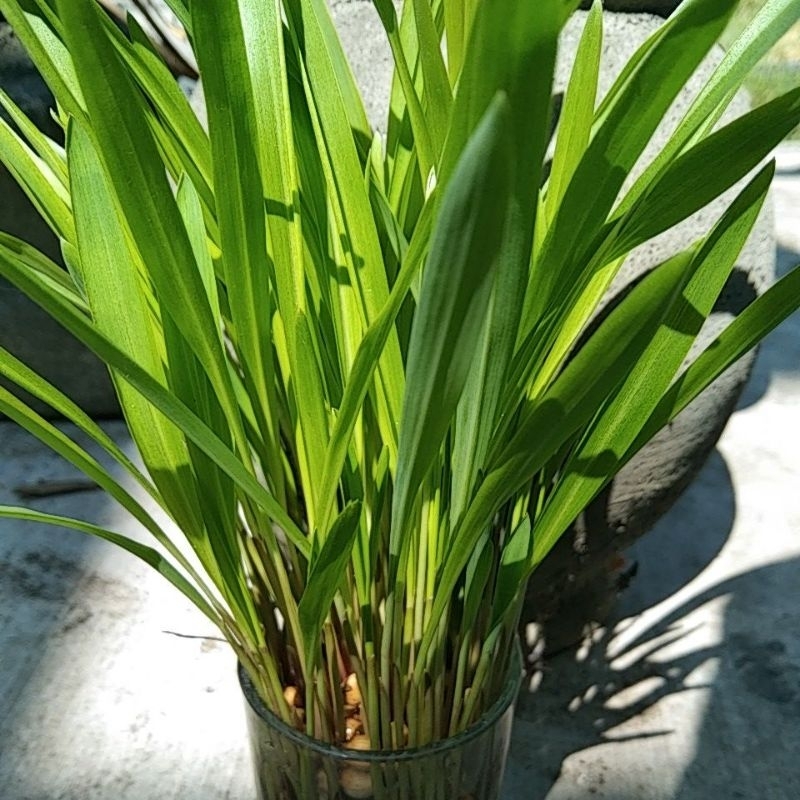 Biji Benih Hanjeli Ketan Hatomugi Coix Lacryma Mayuen Jali-Jali