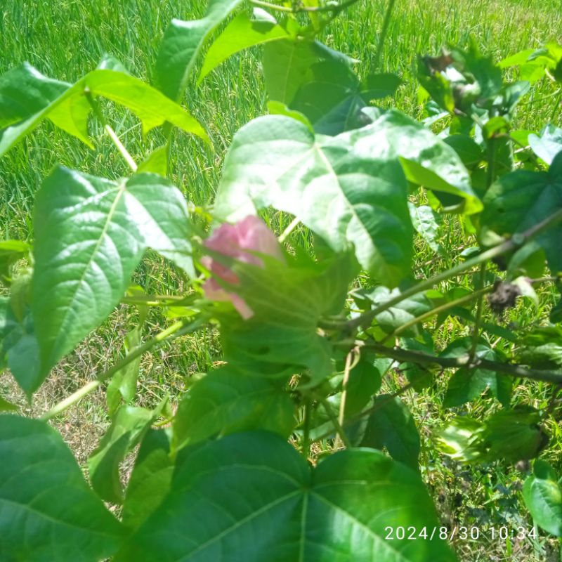 

daun kapas segar (100gram)