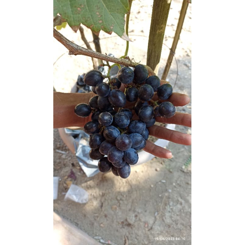 ENTRES Anggur Import (table Grapes) VALID