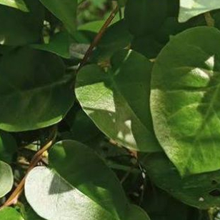 

daun binahong hijau segar/500gram