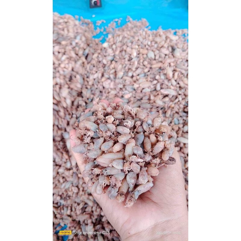 

BABY CUMI ASIN SUPER dan MURAH/BABY CUMI BERSIH)/ BABY CUMI KERING (250gr)