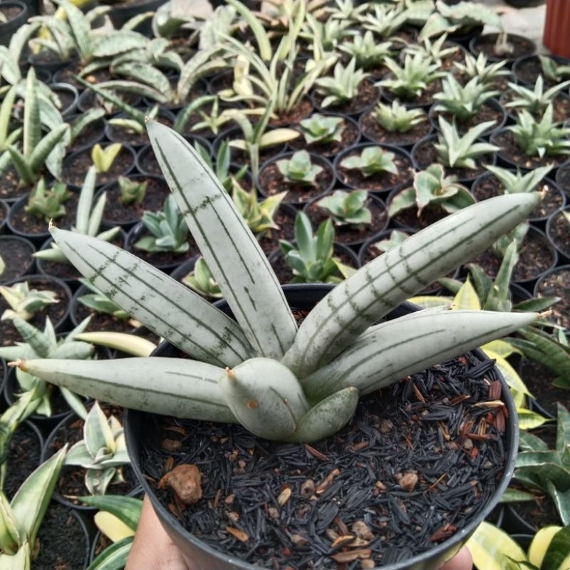 sansevieria boncel platinum
