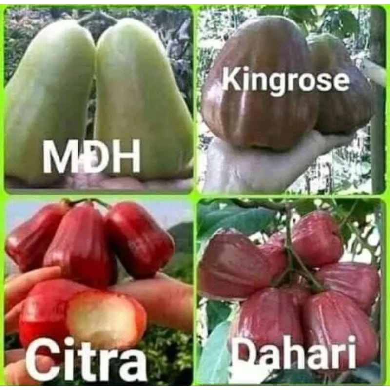 jambu air berbunga/berbuah super tabulampot