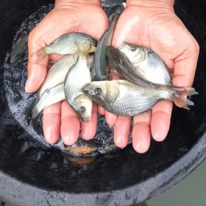 Bibit ikan mas konsumsi size 6-7cm isi 100ekor