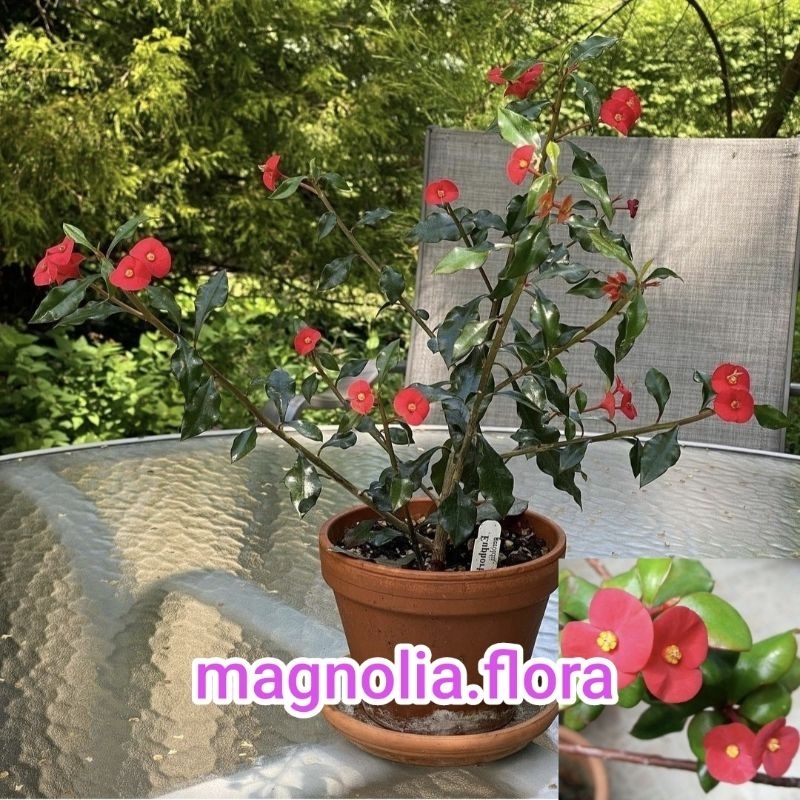 Euphorbia geroldii / euphorbia merah tanpa duri / bibit tanaman hias bunga