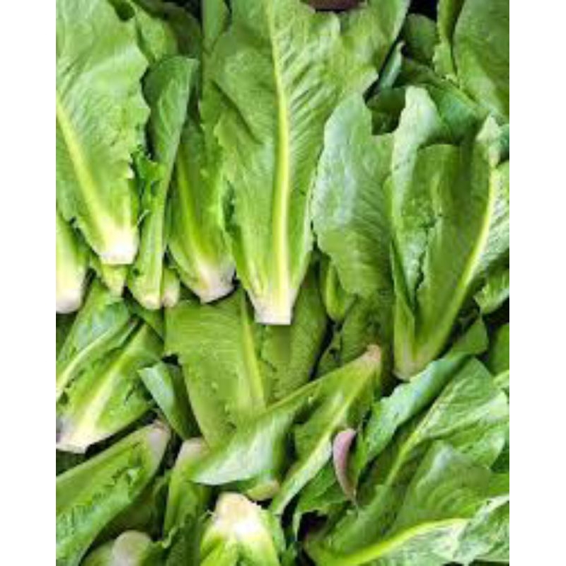 

Selada Romaine Hidroponik