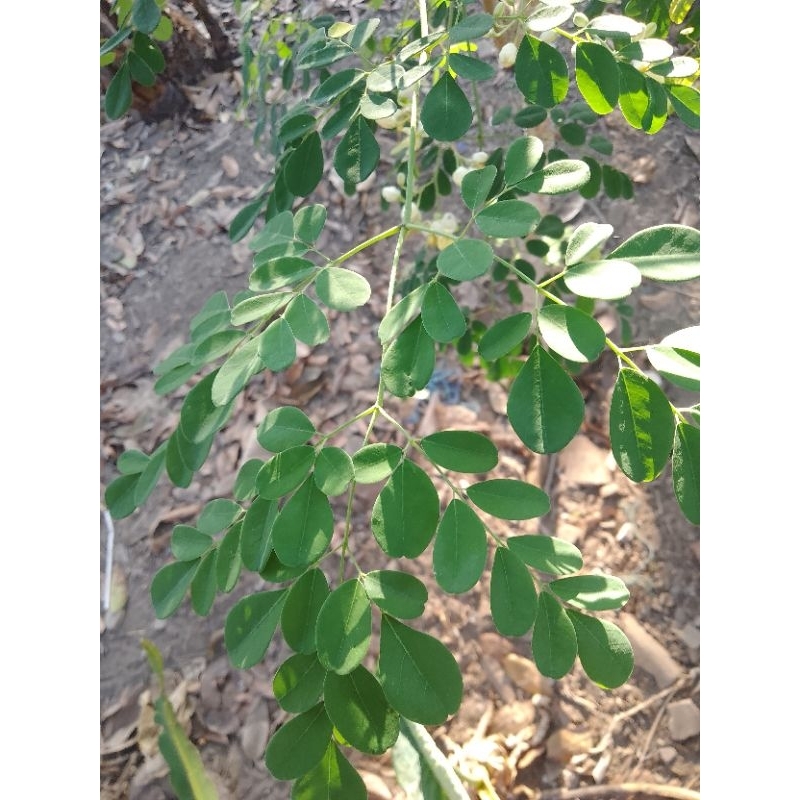 

daunkelorfres1kgobatherbal